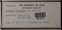 Arcyria denudata image
